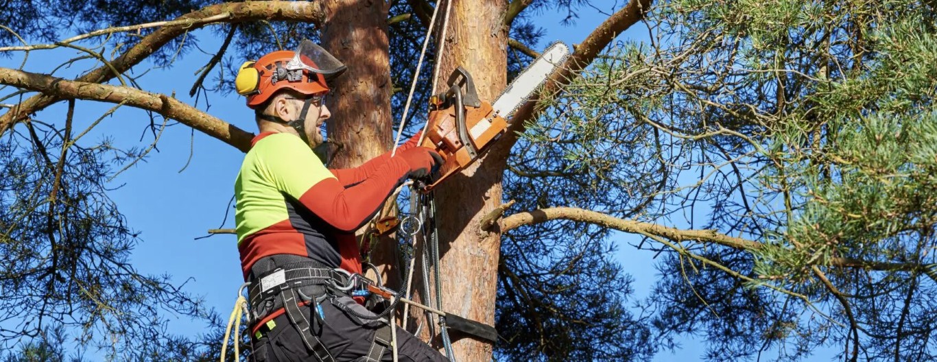 Hazardous & Large Tree Removal service in Casa Grande, AZ